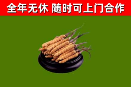 贵州省回收散虫草